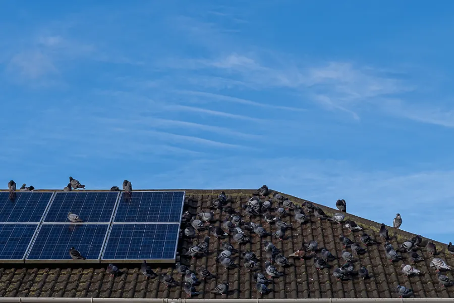 Birds on Solar Panels