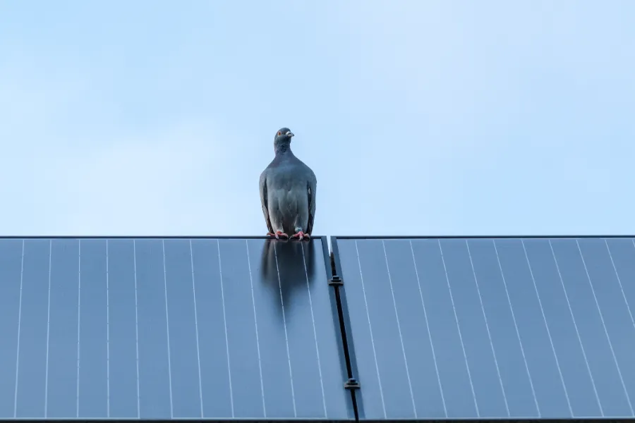 Pigeon on a Solar Panel
