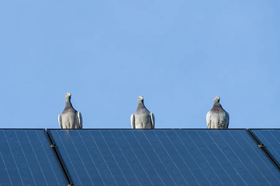 Pigeons Resting on Solar Panels