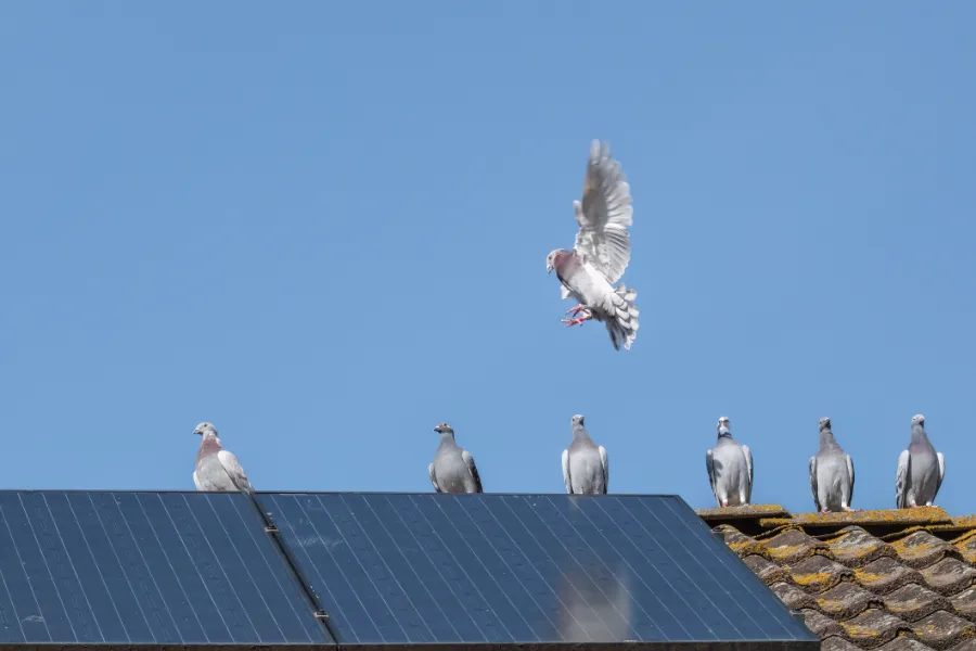 Pigeons on Solar Panels
