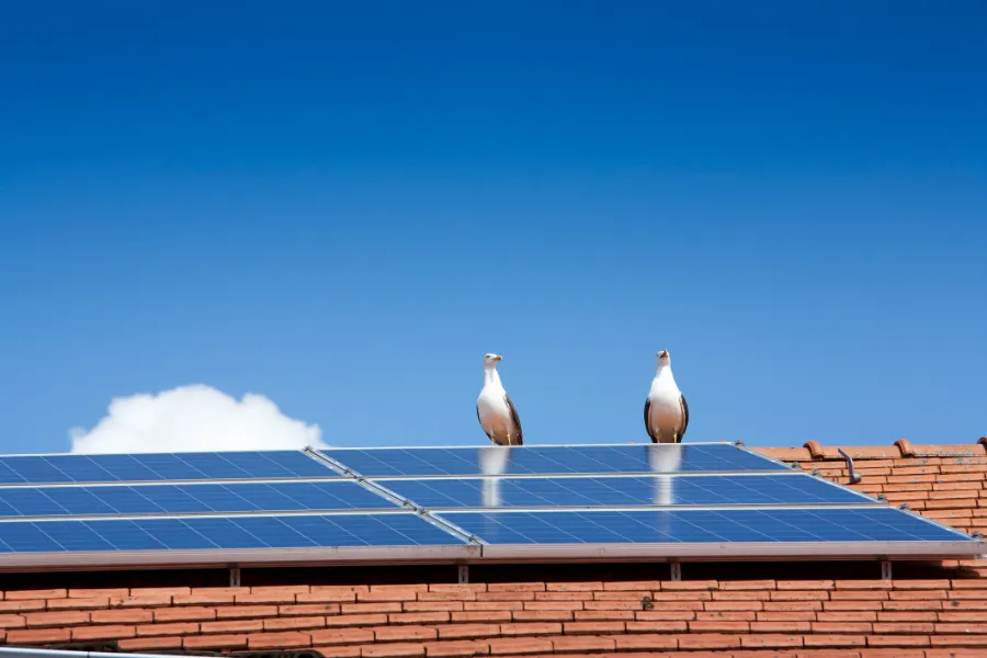 Seagulls on Solar Panels