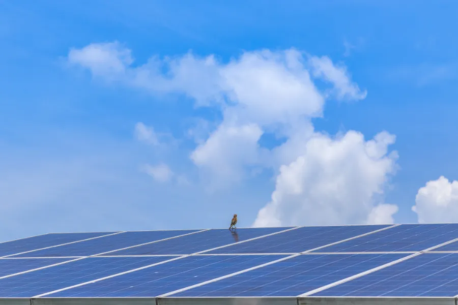 Small Bird on Solar Panels