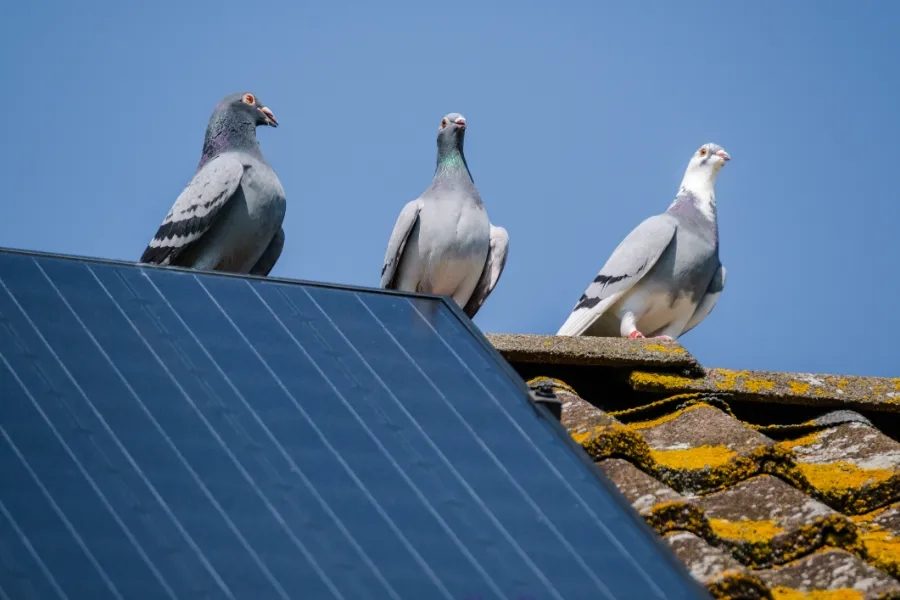 Three Pigeons on Solar Panels