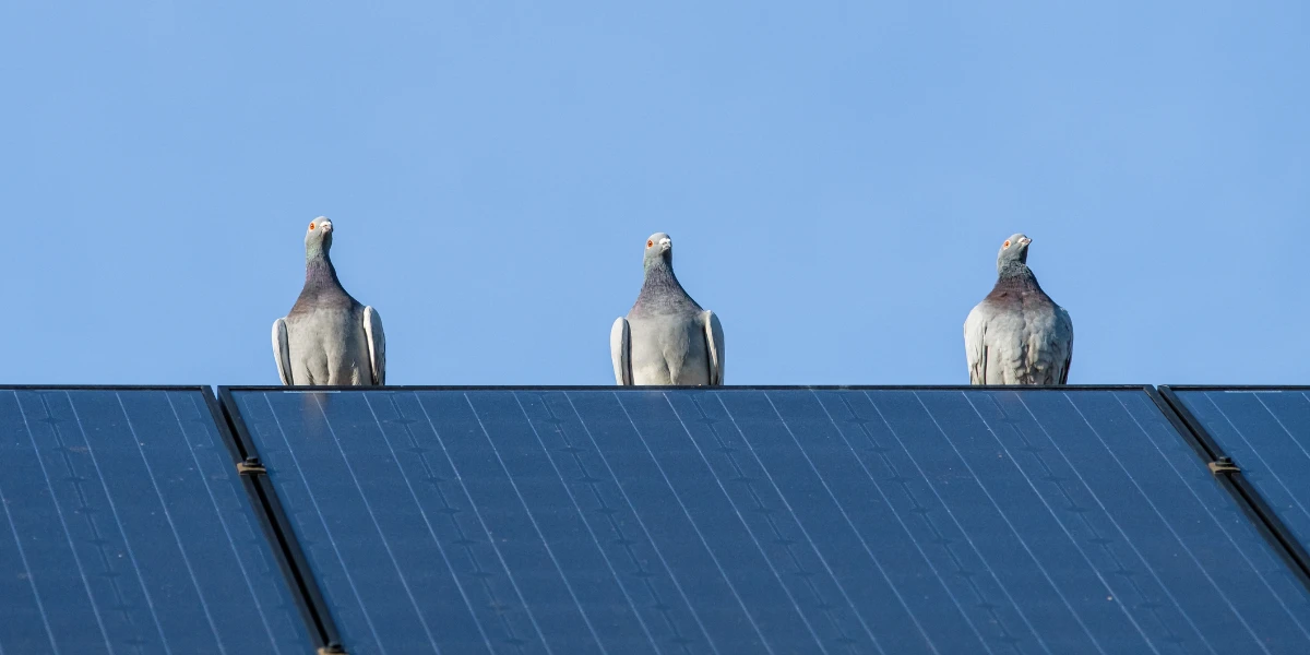 protect solar panels from birds